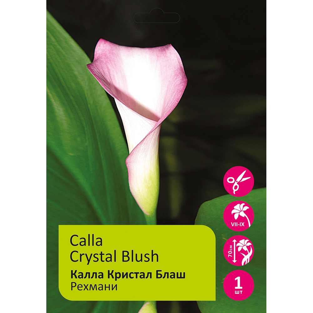 Калла Кристал Блаш рехмани 1шт 12/14/ Zantedeschia Crystal Blush