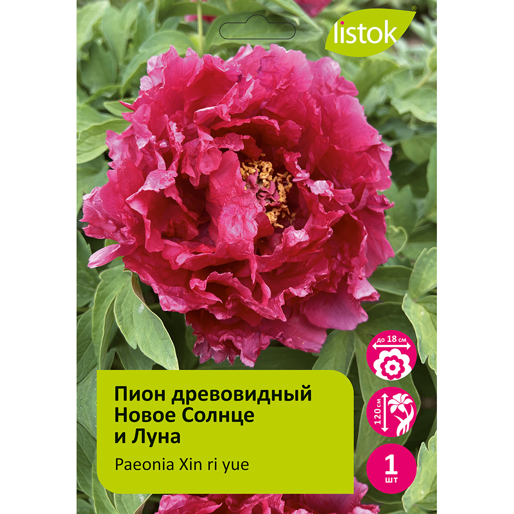 Пион древовидный Новое Солнце и Луна 1шт/Paeonia Xin ri yue (New sun and moon)(Син Ри Ю) Японская селекция