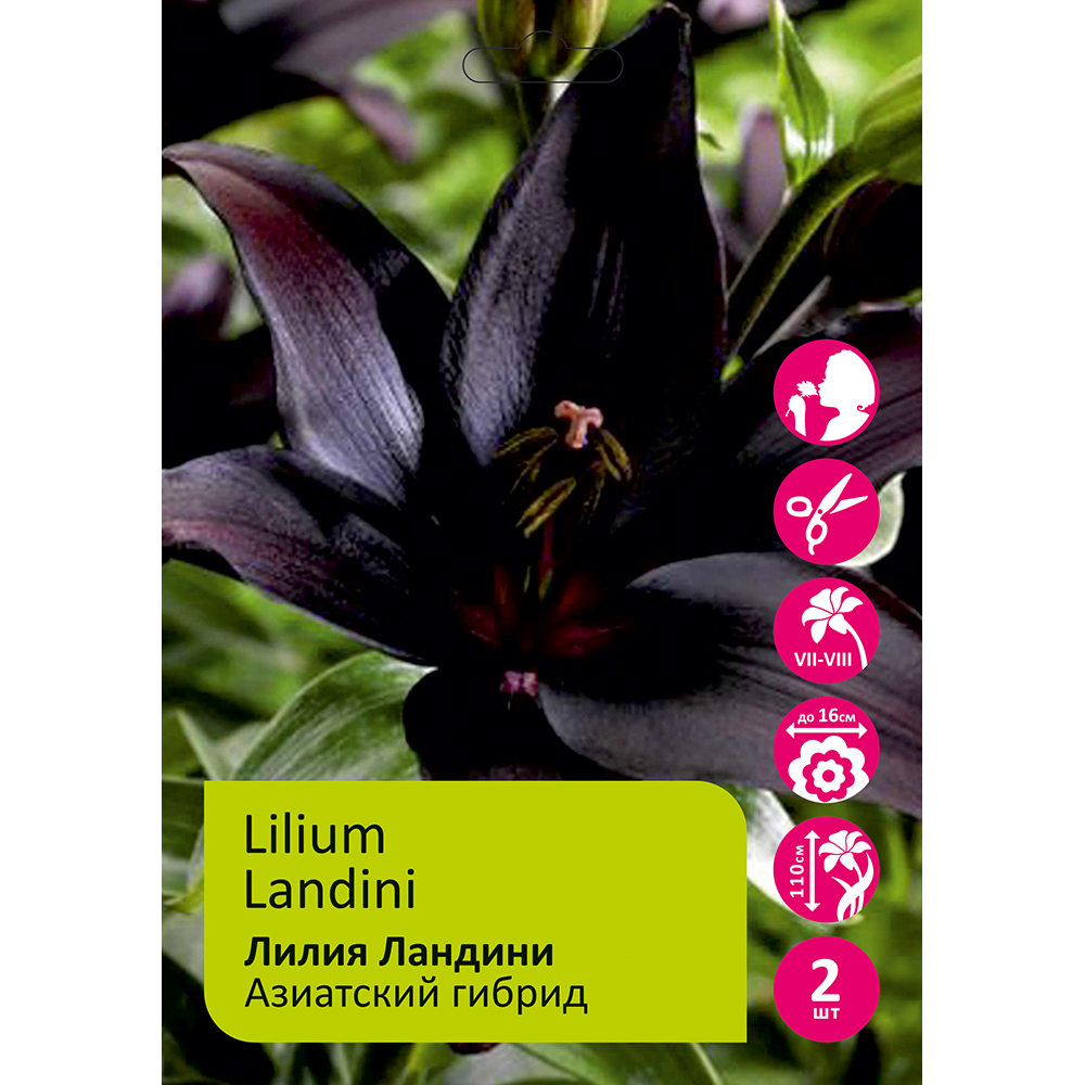 Лилия Ландини 2шт 14/16/Lilium Landini