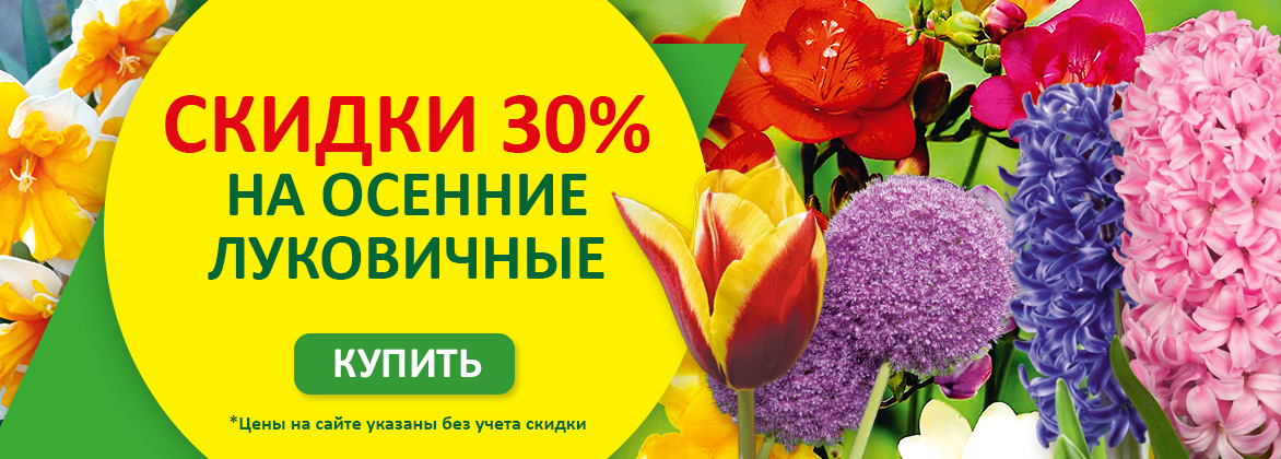 Луковичные ОСЕНЬ уже в продаже