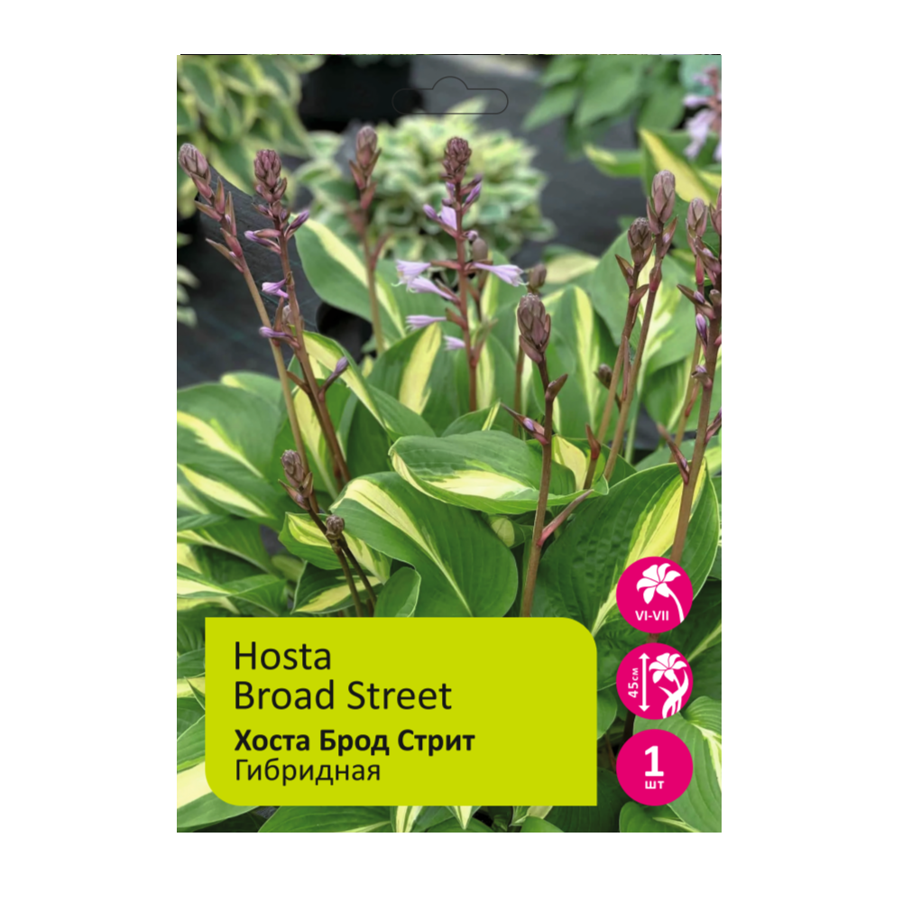 Хоста Брод Стрит 1шт /Hosta Broad Street