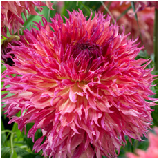 Георгина Миртл'с Фолли 1шт/Dahlia Myrtle's Folly