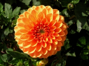 Георгина Сильвия 1шт/Dahlia Sylvia