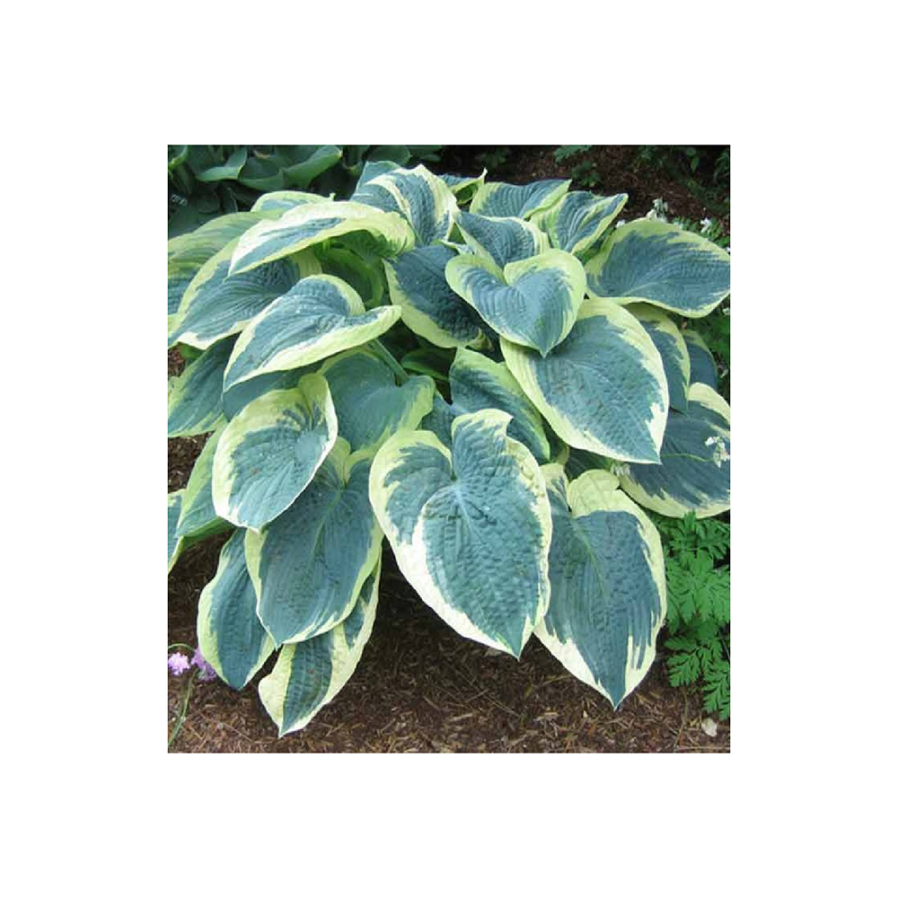 Хоста Американ Хало гибридная Р13 1шт/Hosta American Halo