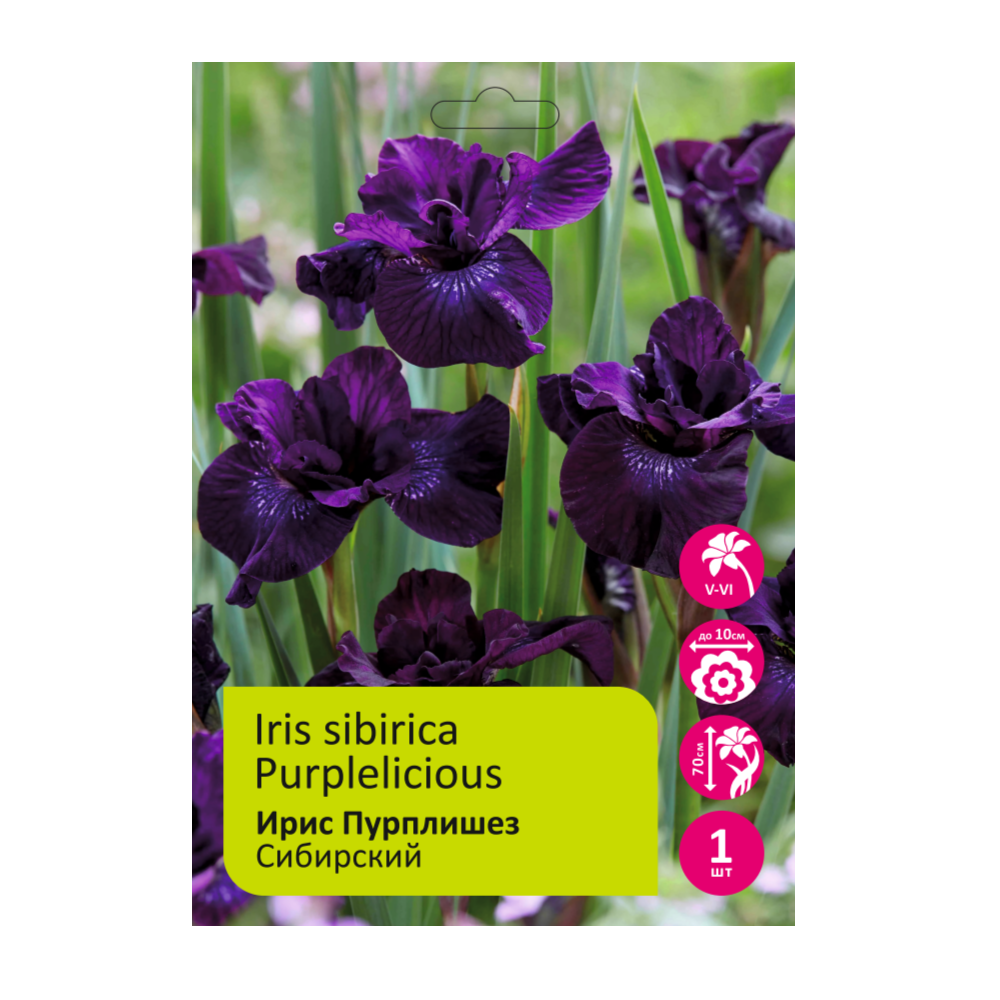 Ирис Пурплишез 1шт сибирский /Iris sibirica Purplelicious