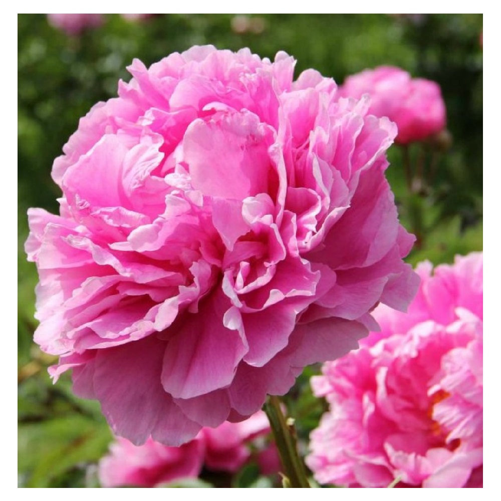 Пион молочноцветковый Александр Флеминг 1шт 2/3 / Alexander Fleming (Fuo lai ming /Фуо Лай Минг)