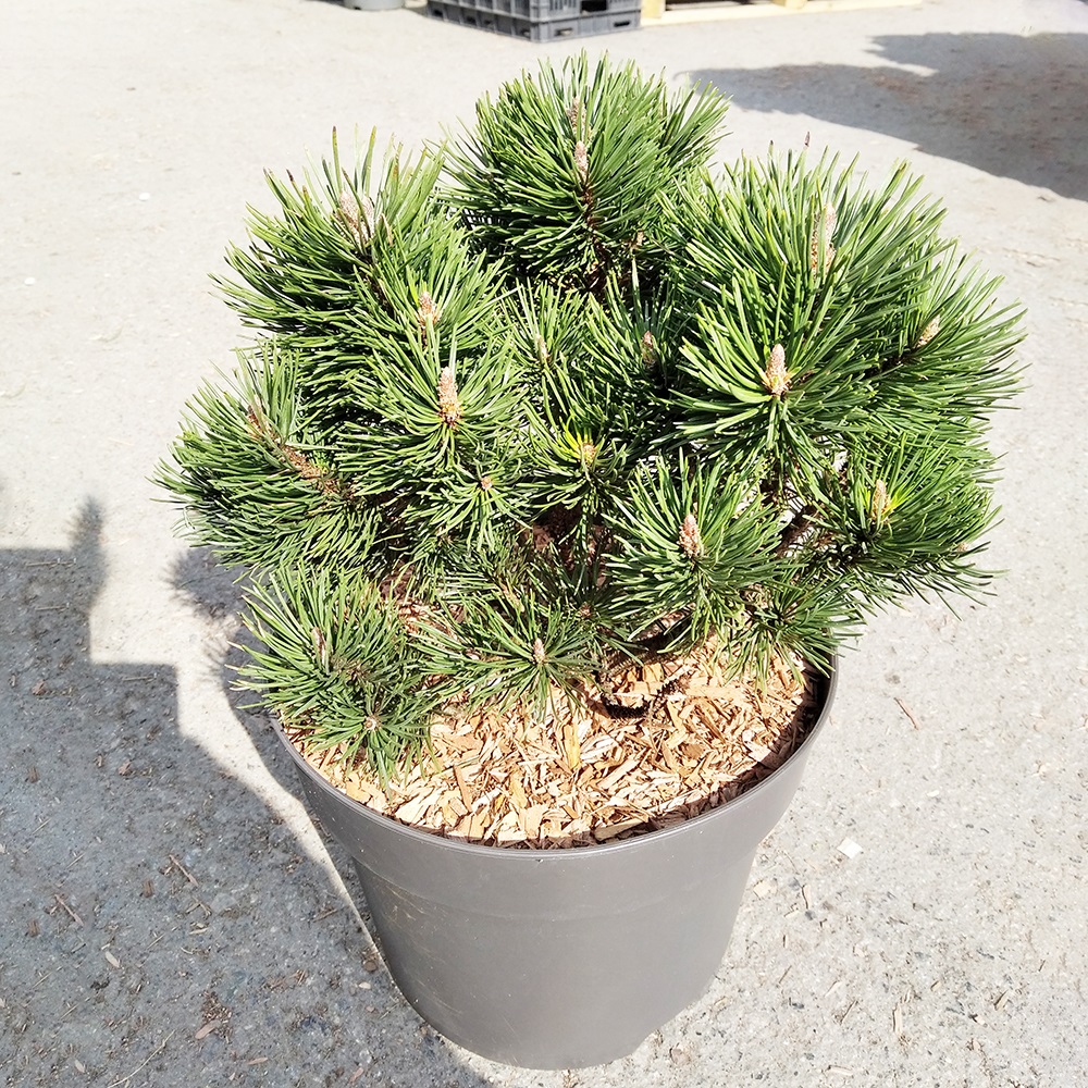 Сосна горная Лимерик С7,5 (высота 25-30см) 1шт/Pinus mugo Limerick