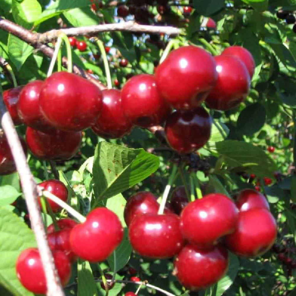 Вишня Саратовская малышка (дюк) 1шт