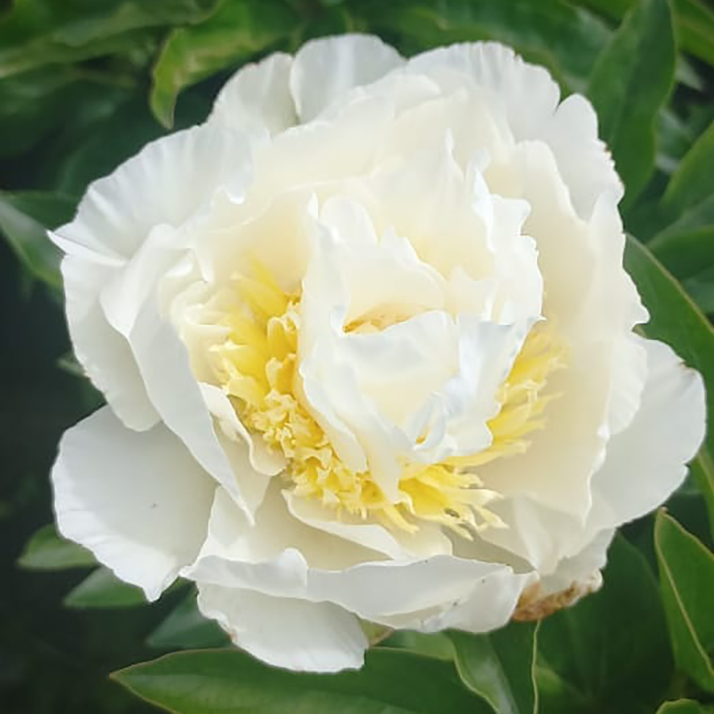 Пион молочноцветковый Бридал Шовер 1шт/Paeonia Bridal Shower