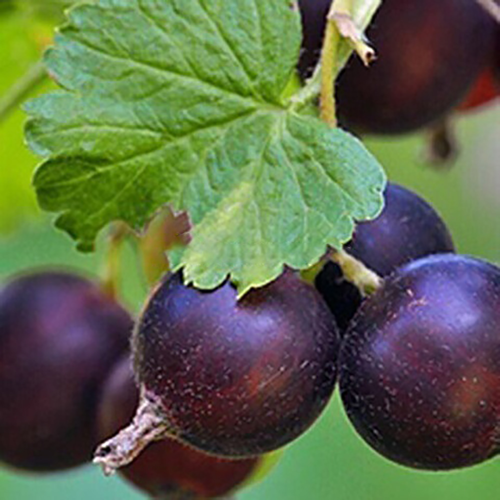 Крыжовник Орленок 1шт