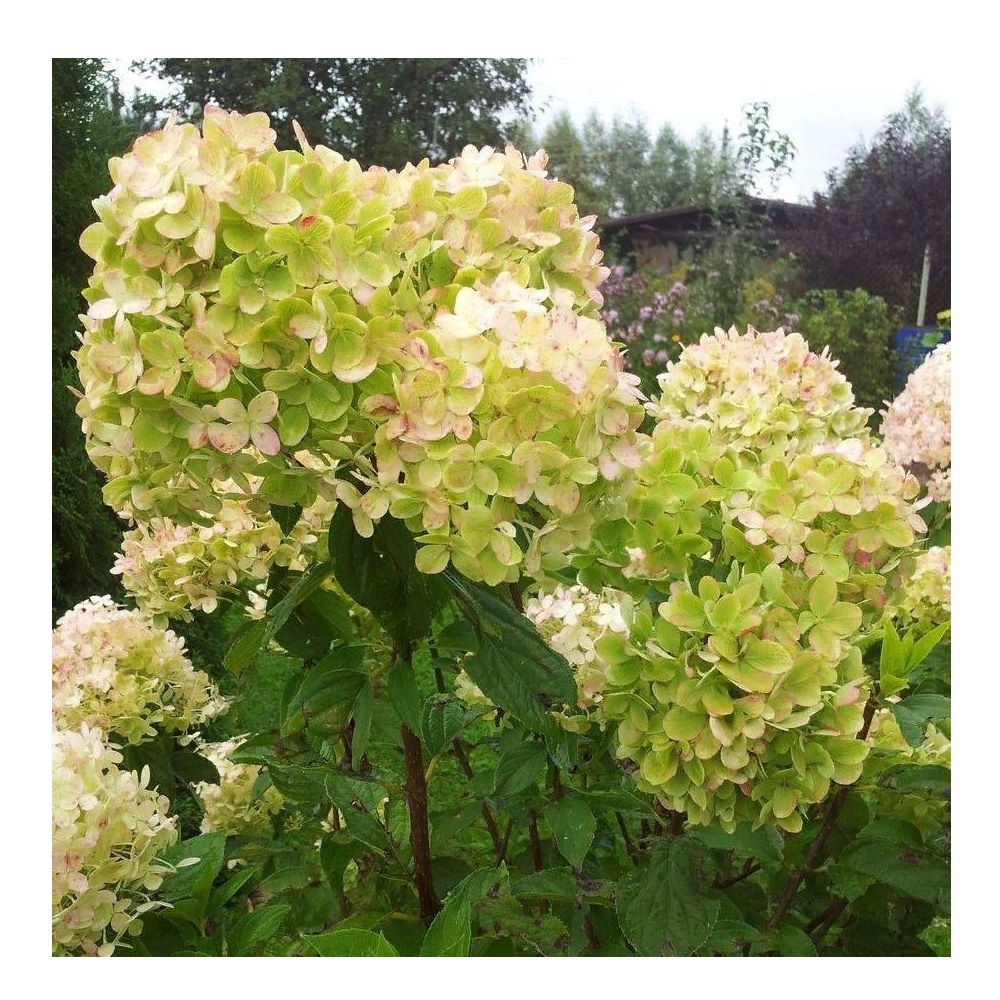 Гортензия метельчатая Мэджикал Эндес 1шт