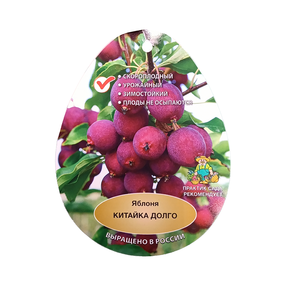 Яблоня Китайка Долго (подвой 54-118, полукарликовый) (в сетке) 1шт