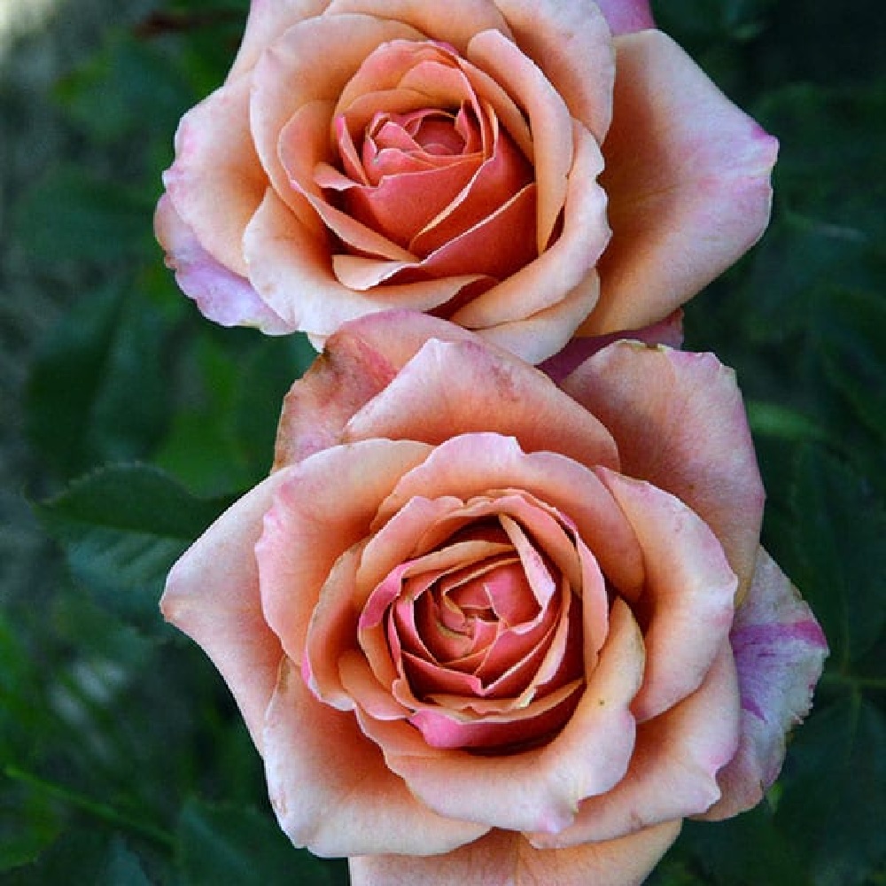 Роза Черри Бренди чайно-гибридная 1шт /Cherry Brandy  /20