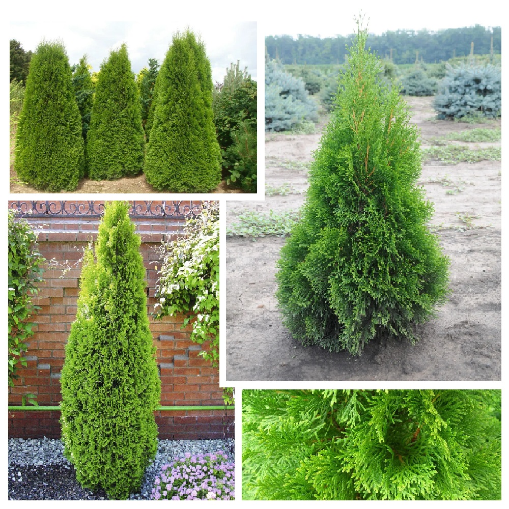 Туя западная Смарагд  С7.5 (100-120) 1шт/Thuja occidentalis Smaragd