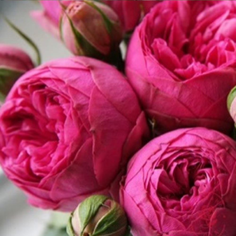 Роза Пинк Пиано чайно-гибридная 1шт /12