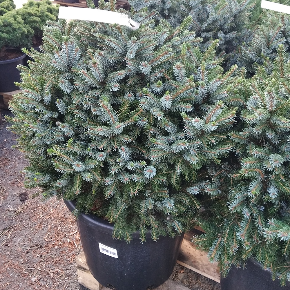 Ель сербская Нана С35 (высота 50-60см) 1шт/Picea omorika Nana