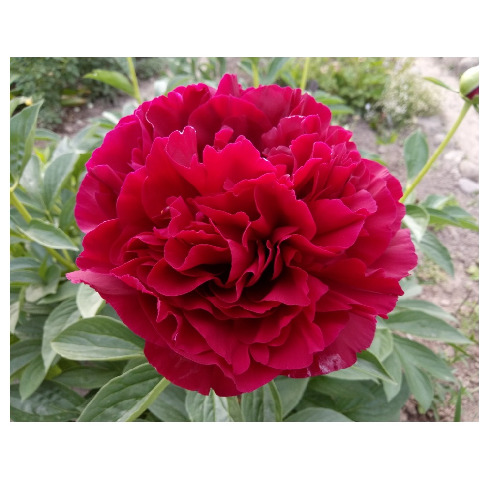 Пион молочноцветковый Олд Фейтфул 1шт 2/3 /Old Faithful (Lao zong cheng/Лао Цзун Чэн)