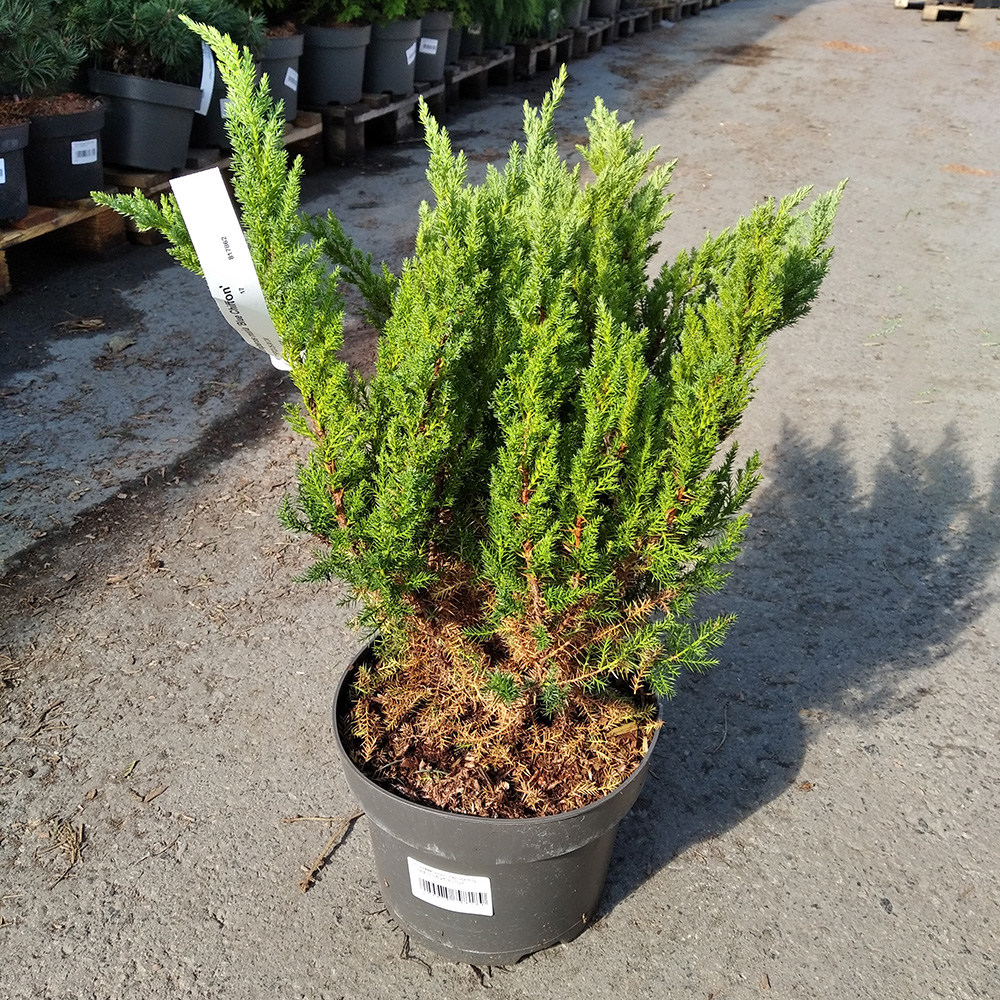 Можжевельник средний Блу Чиффон С5 (высота 25-30см) 1шт/Juniperus pfitzeriana Blue Chiffon