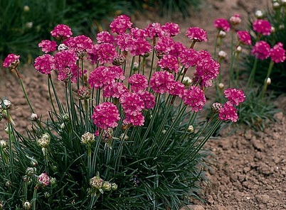 Армерия приморская Сплендес Перфекта Р9 1шт/Armeria martima Splendes Perfecta