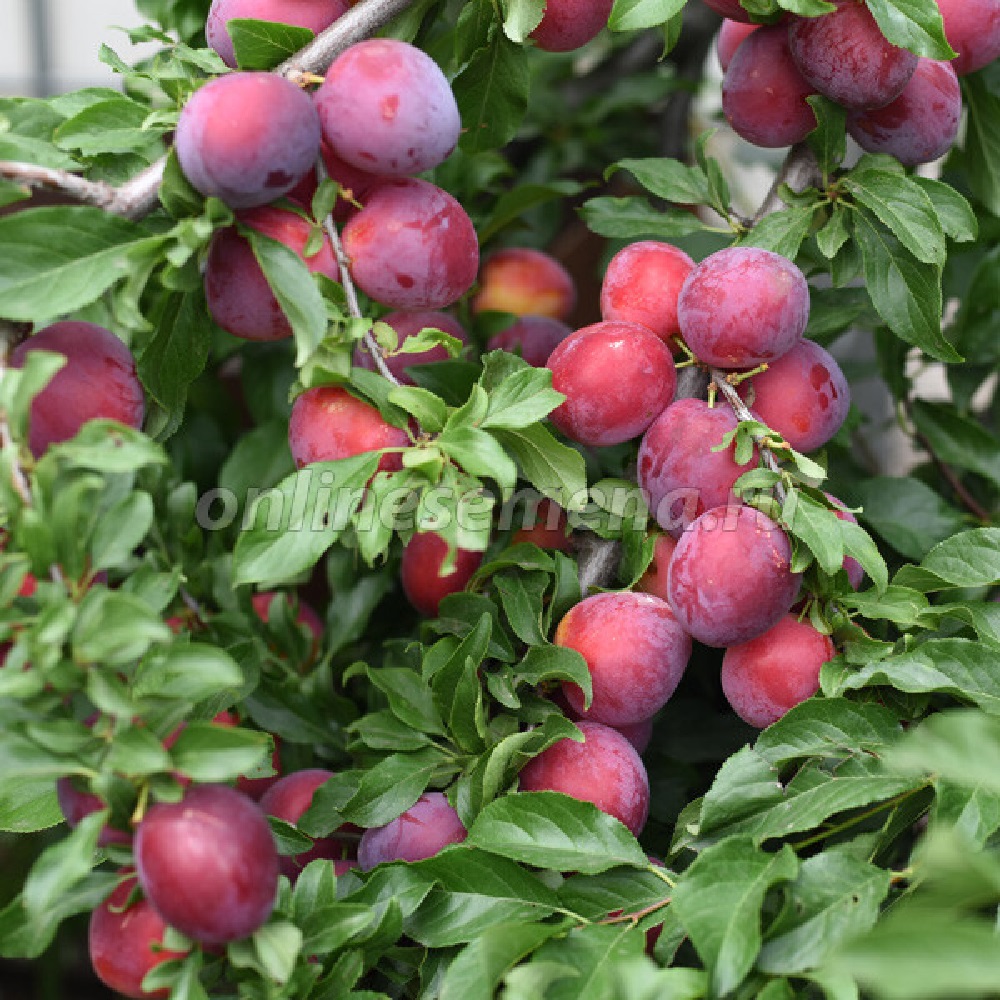 Слива русская (Алыча) Кубанская комета 1шт