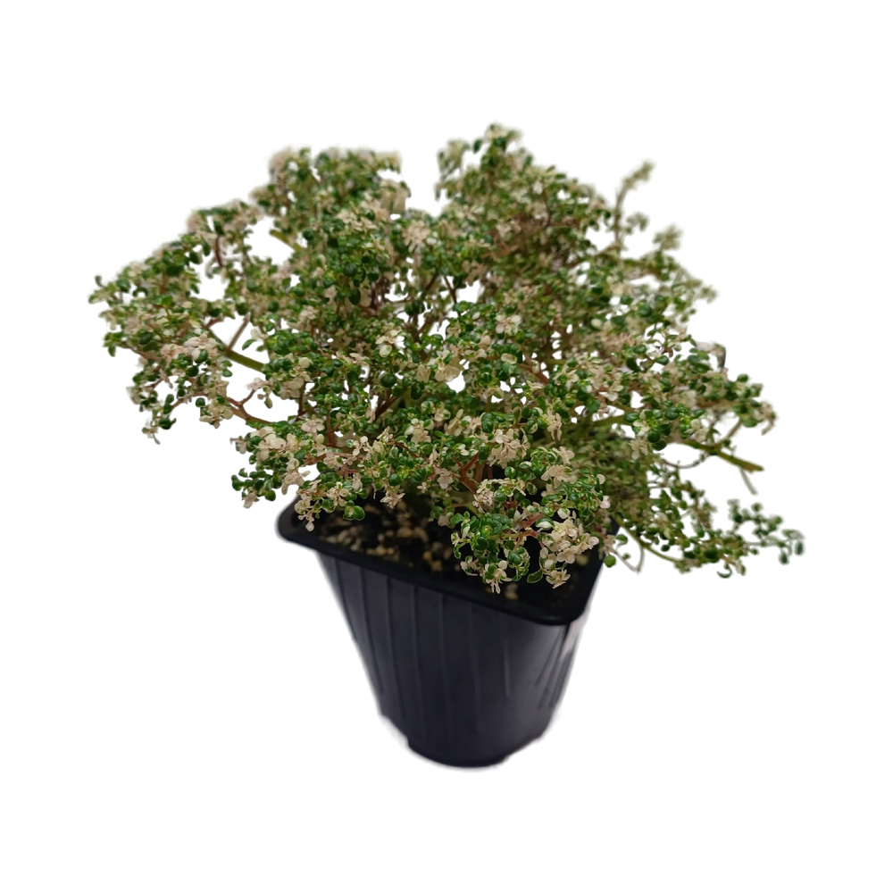 Пилея мелколистная вариегатная розовая г. 14