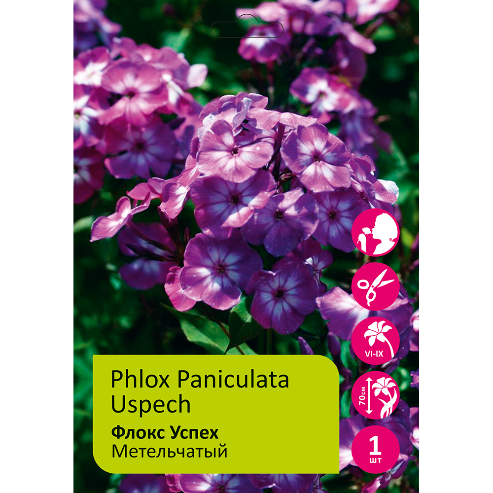 Флокс Успех/Аспич 1шт метельчатый /Phlox Paniculata Uspech