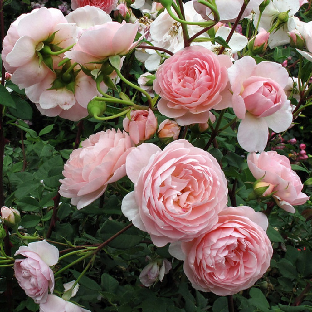 Роза Уильям Моррис английсксая 1шт./ William Morris /20