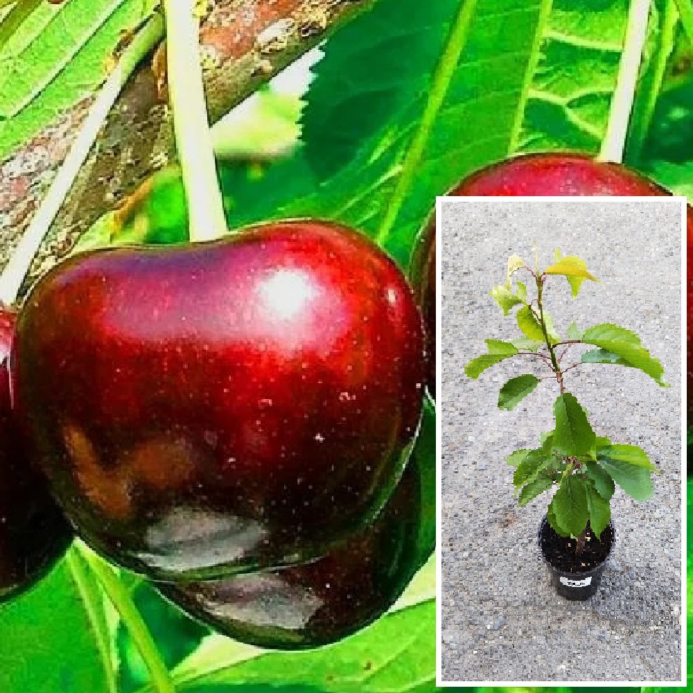 Черешня Крупноплодная в горшке 2л/ 1шт 