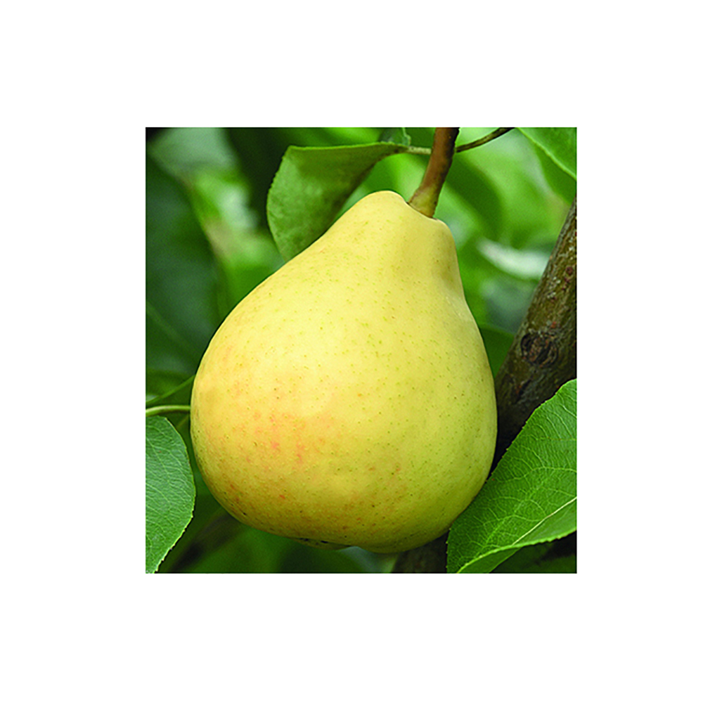 Груша Кафедральная 1шт