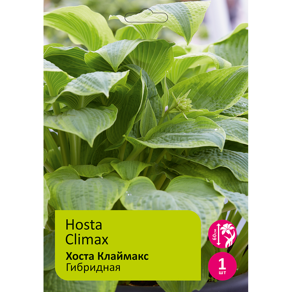 Хоста Клаймакс 1шт/Hosta Climax