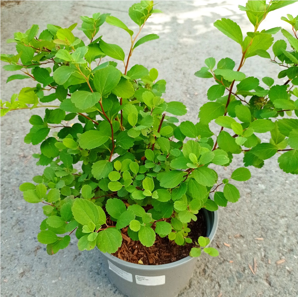 Спирея березолистная Тор С2 20-30 1шт