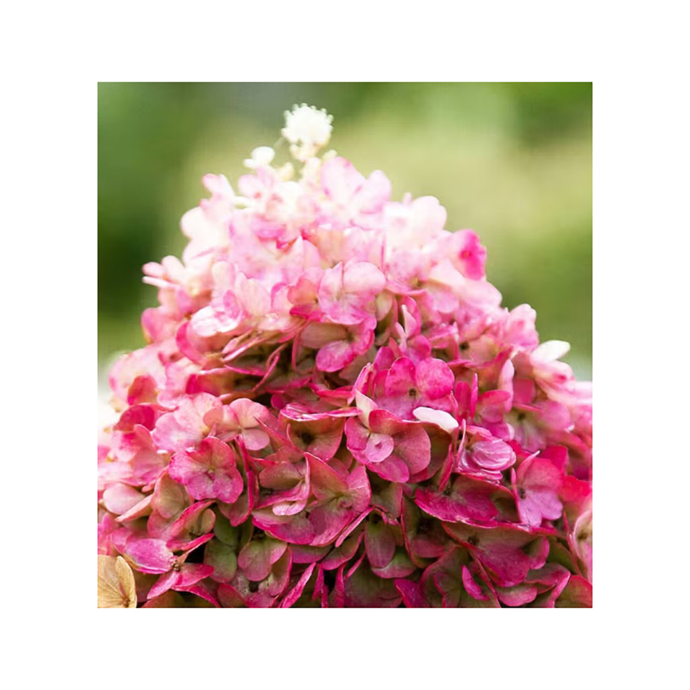 Гортензия метельчатая Тиклед Пинк С5 1шт/Hydrangea paniculata TICKLED PINK