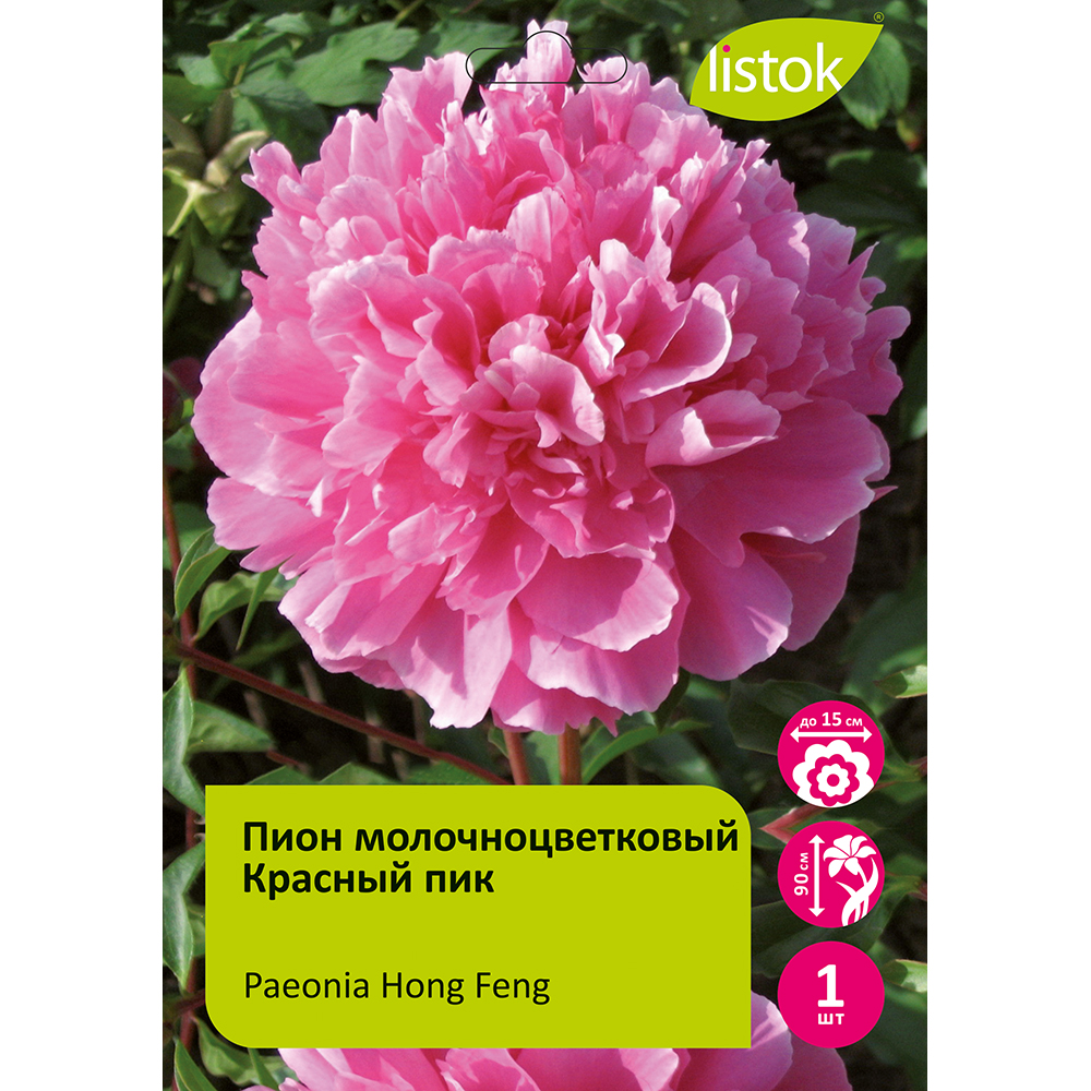 Пион молочноцветковый Красный пик 1шт/Paeonia Hong Feng (Хун Фэн)
