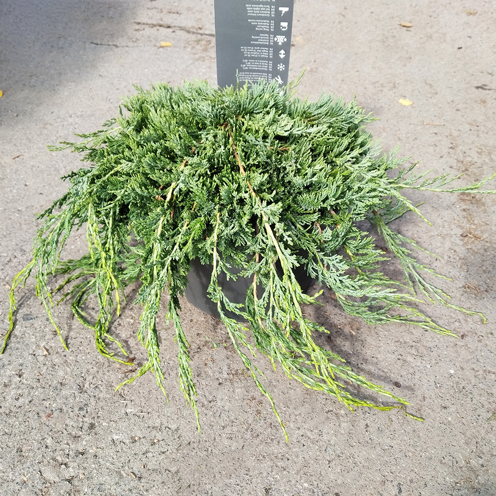 Можжевельник горизонтальный Вилтони С5 (высота 30-40см) 1шт/Juniperus horizontalis Wiltonii