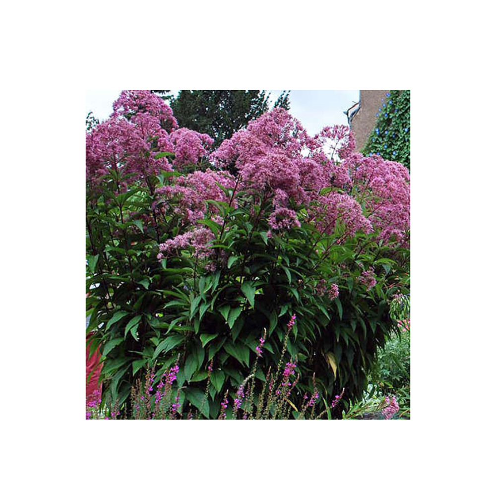 Посконник пятнистый Атропурпуреум С3 1шт/Eupatorium maculatum Atropurpureum