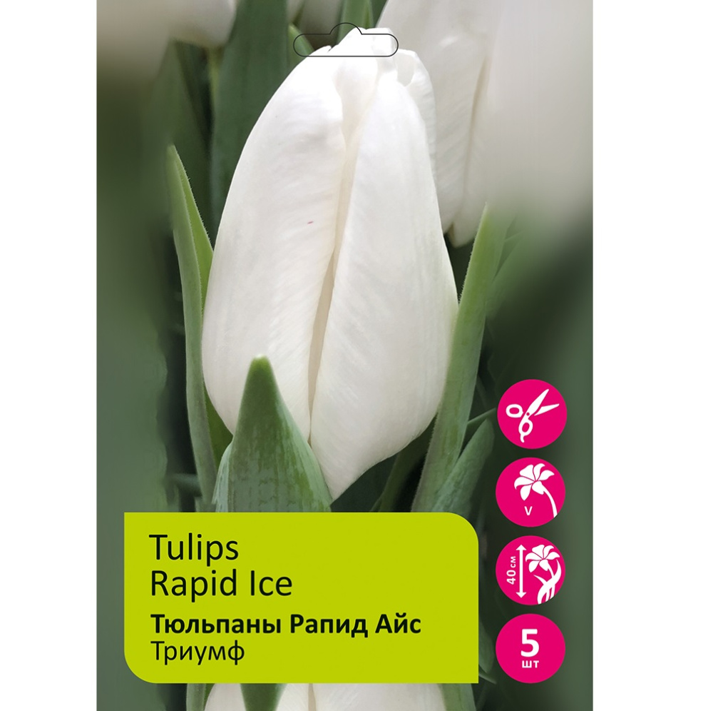 Тюльпаны Рапид Айс 5шт Триумф 11/12 / Tulips Rapid Ice
