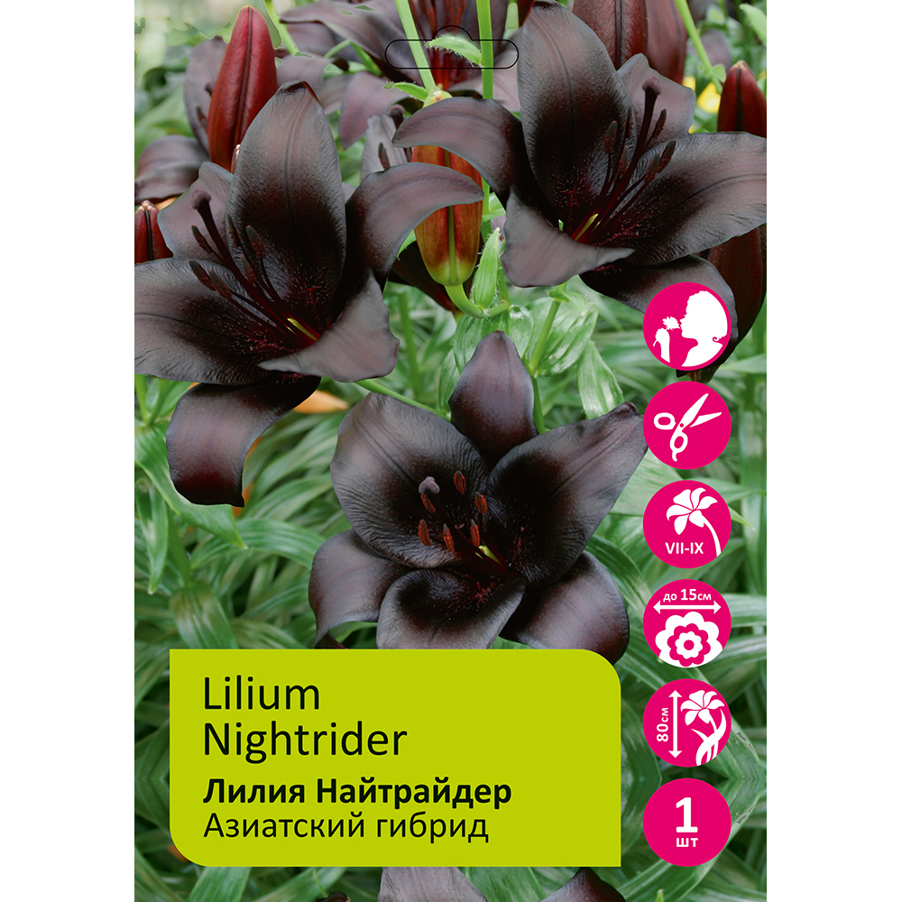 Лилия Найтрайдер 2шт 14/16/Lilium Nightrider