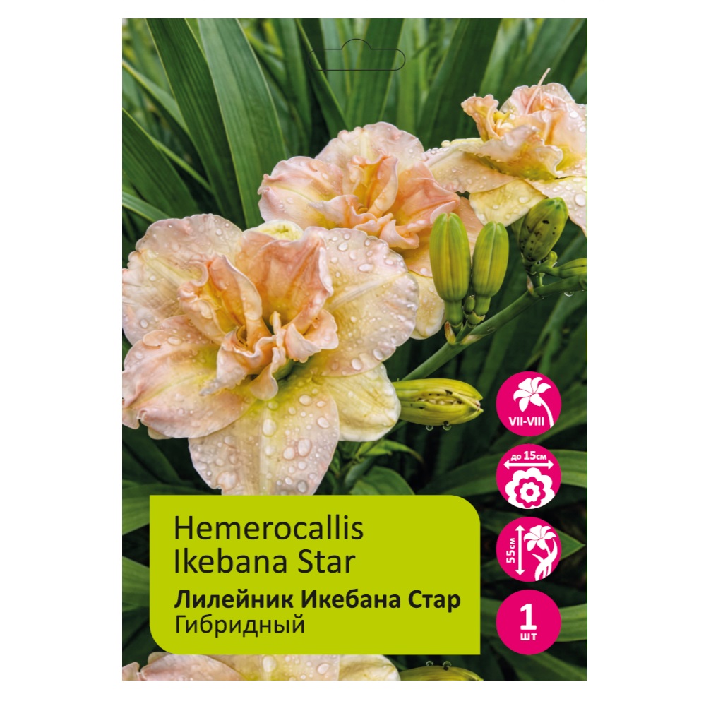 Лилейник Икебана Стар 1шт /Hemerocallis Ikebana Star