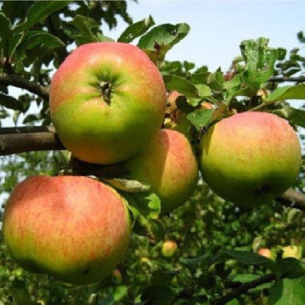 Яблоня Орловим/подвой 54-118  полукарликовый/С 1шт