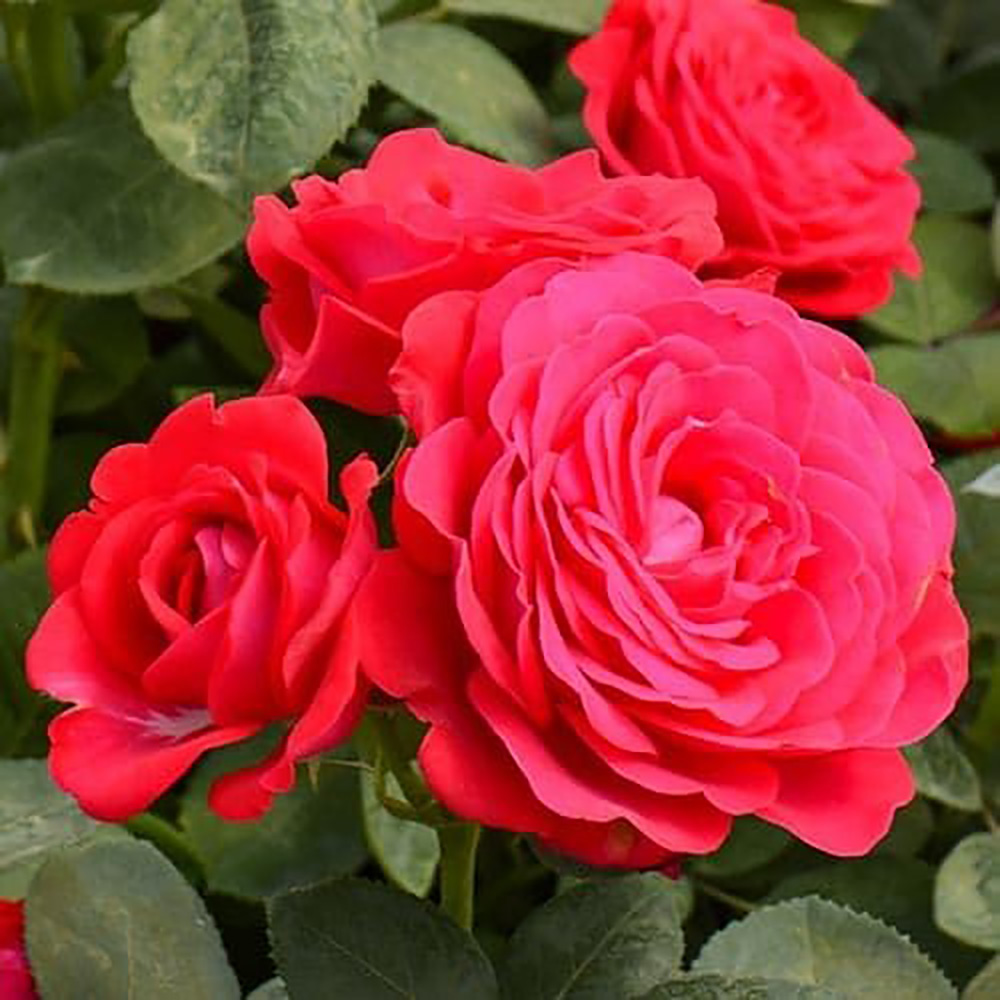 Роза Доминика 1шт спрей /12