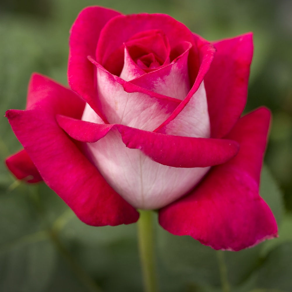 Роза Моника Белуччи чайно-гибридная 1шт /Monica Bellucci  /20