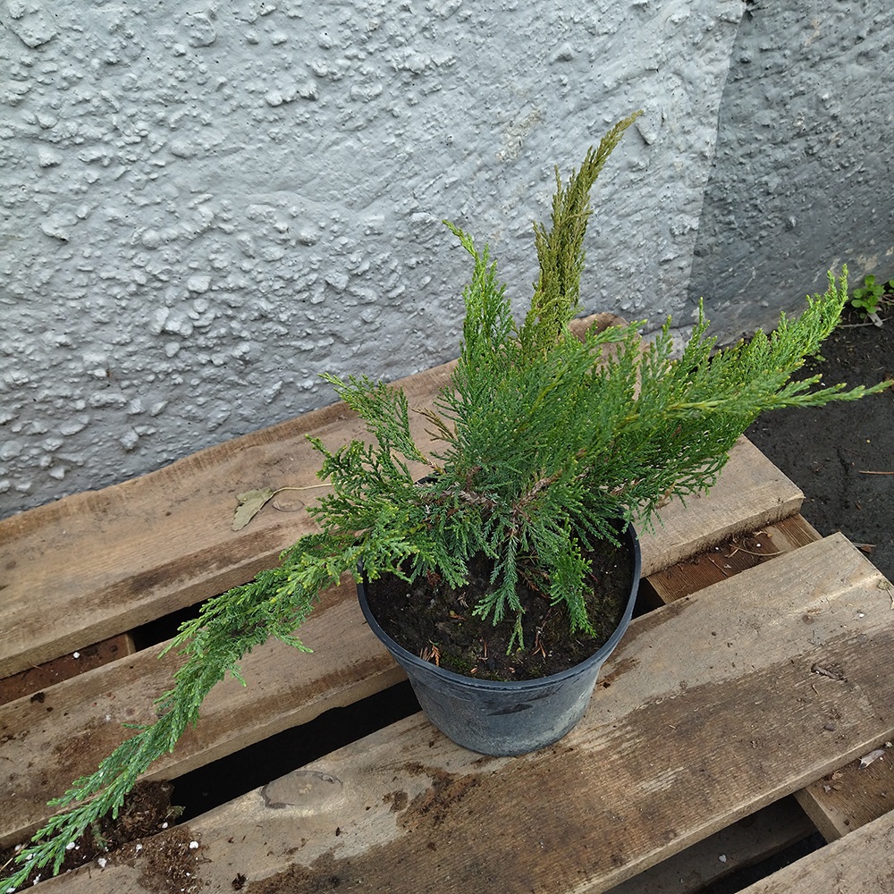 Можжевельник казацкий Там Но Блайт С2 1шт/Juniperus sabina Tam No Blight