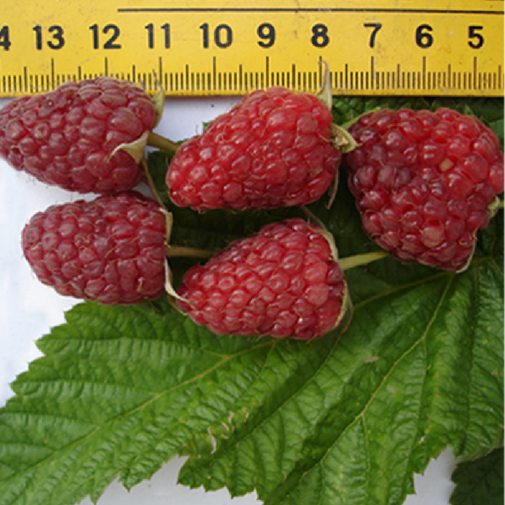 Малина Самородок ремонтантная 1шт