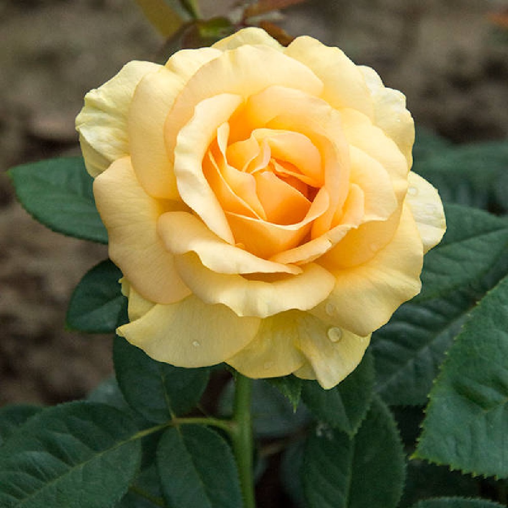 Роза Гэби Морли чайно-гибридная 1шт/Gaby Morlay /20