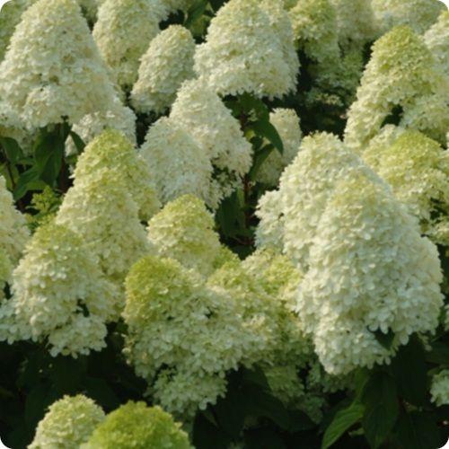 Гортензия метельчатая Селекшн 1шт