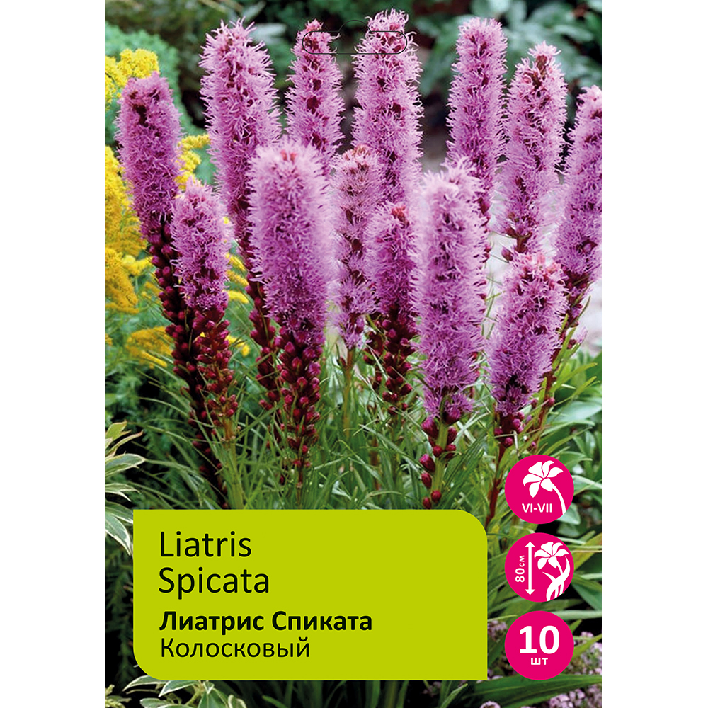 Лиатрис Спиката колосковый 10шт 12/14 /Liatris Spicata