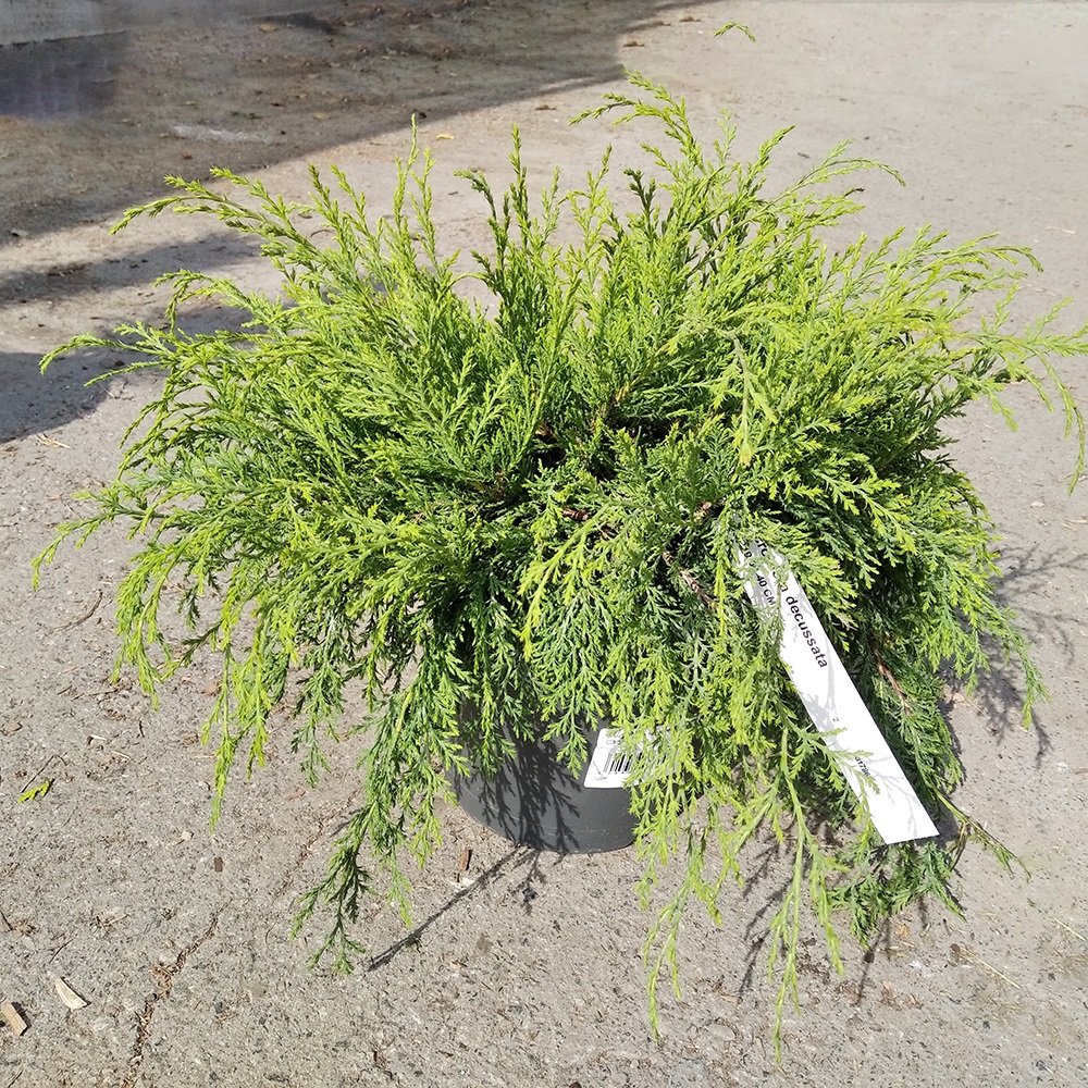 Микробиота перекрестнопарная С3 (высота 30-40см) 1шт/Microbiota decussata