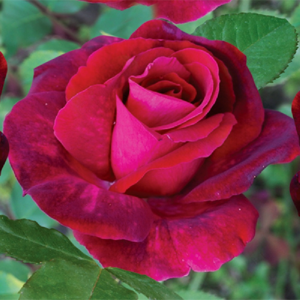 Роза канадская Катберт Грант, парковая 1шт