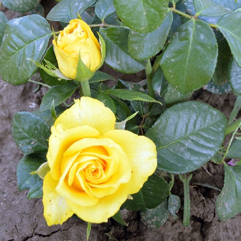 Роза Флауэр Пауэр Голд флорибунда 1шт./Flower Power Gold /20