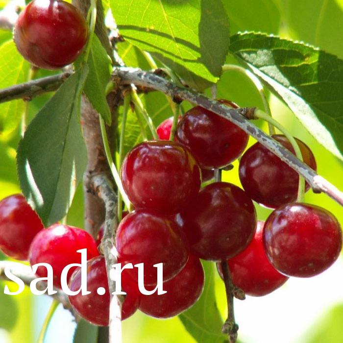 Вишня Владимирская С2  1шт